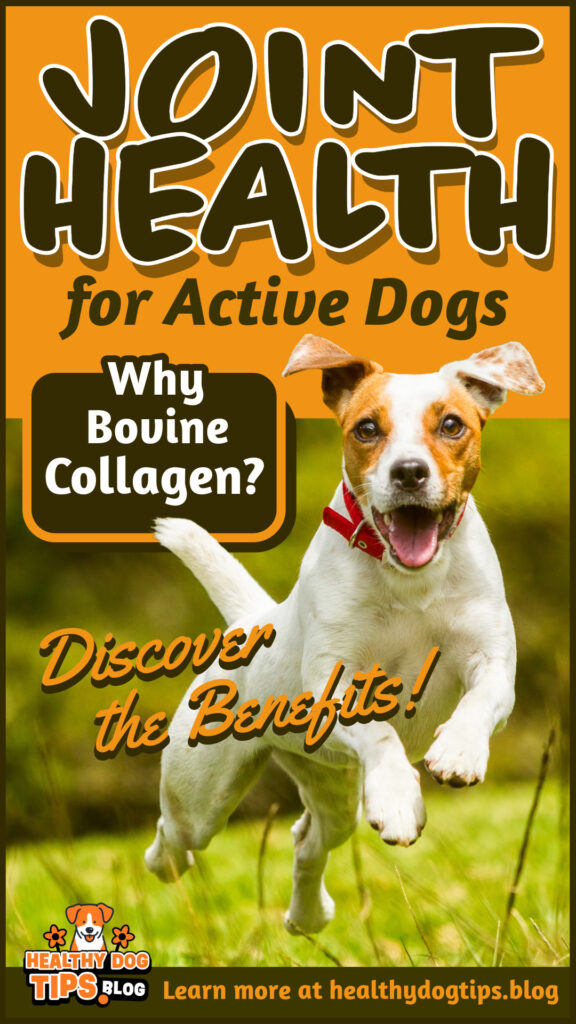 Joint Health for Active Dogs: Discover the Benefits of Bovine Collagen.